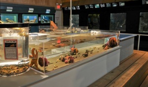 Seaside Aquarium - NEW touch tanks!